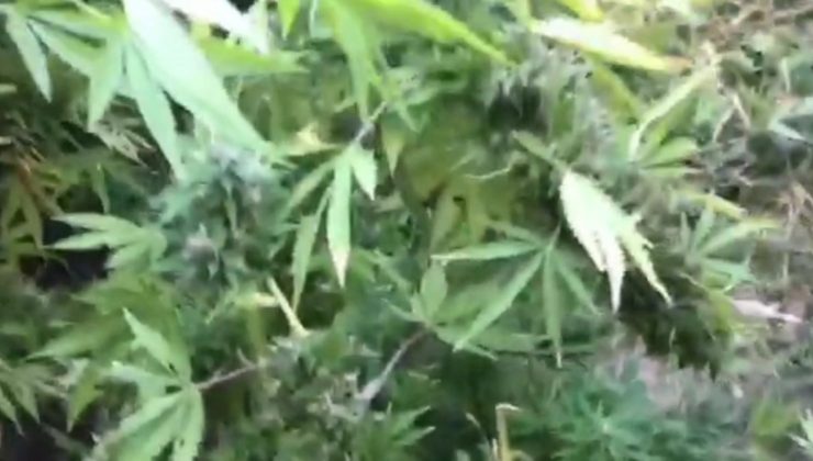 Balıkçı Barınağına hint keneviri diktiler