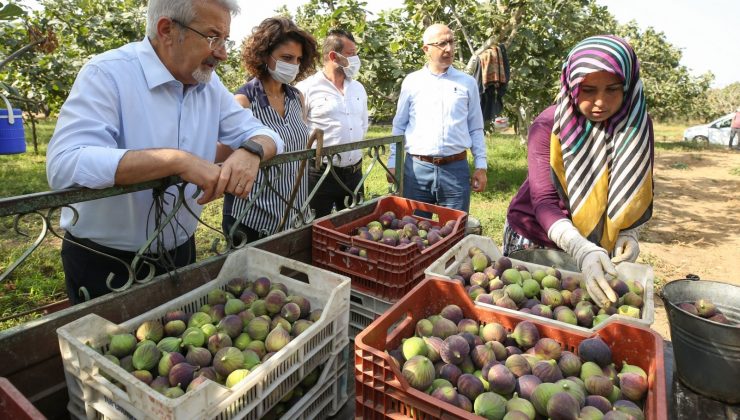 Başkan Erdem’den çağrı: İnciri üreticiden alın