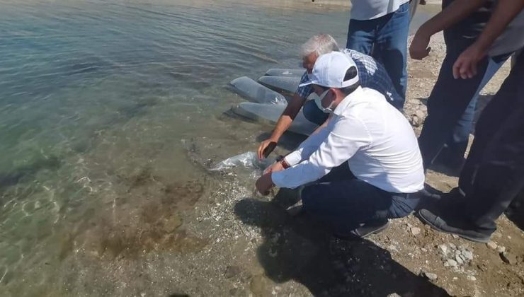 Baskil’de 300 bin sazan baraj gölüne bırakıldı