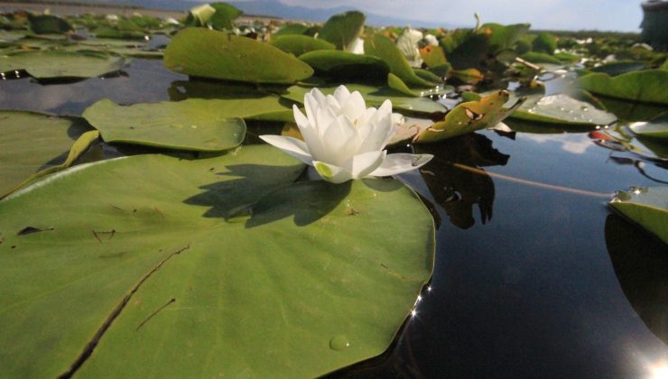 Beyşehir Gölü Milli Parkı’ndaki nilüfer bahçesine yoğun ilgi
