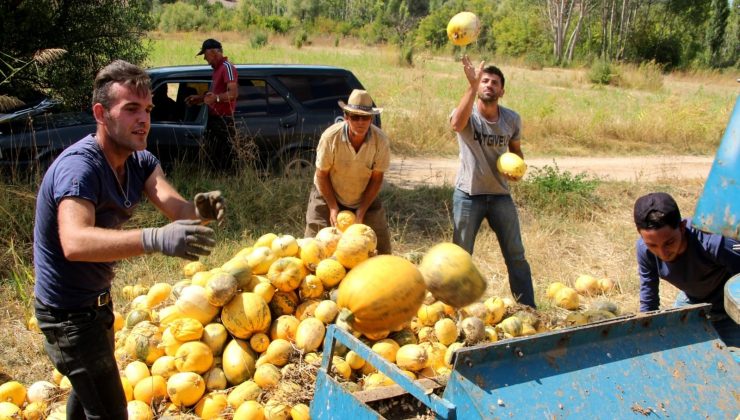 Beyşehir’de genç çiftçiler deneme amaçlı çekirdeklik kabak yetiştirdi