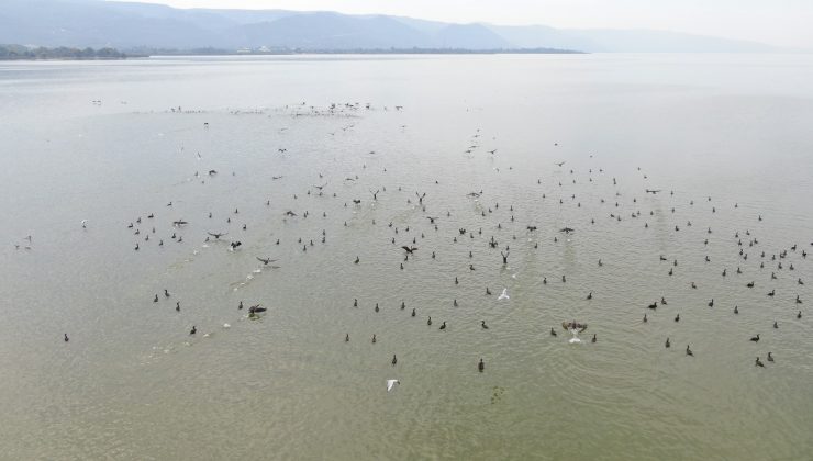 Binlerce kuşa ev sahipliği yapan Uluabat’ta çember daralıyor