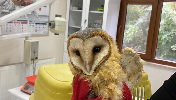 Bitkin bulundu, bakım sonrası doğaya salındı