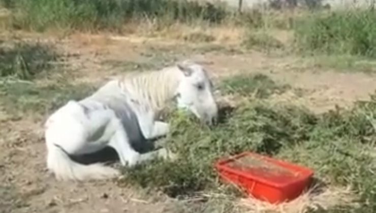 Bitkin halde bulunan at tedavi altına alındı