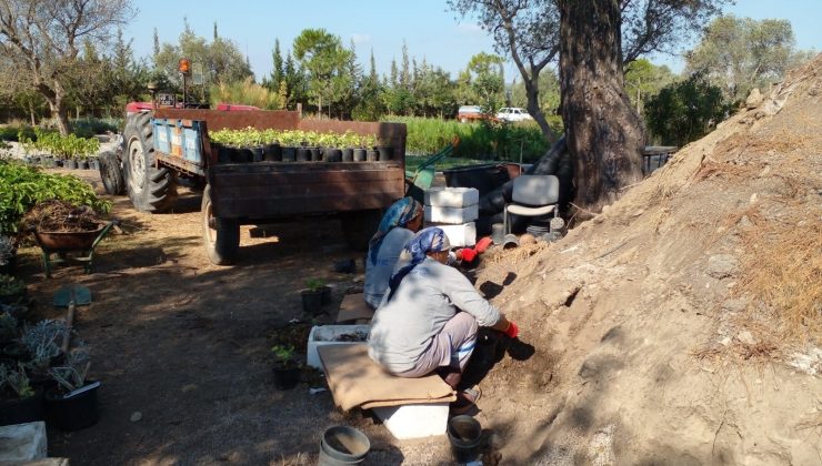 Bodrum’u güzelleştirmek için kendileri yetiştiriyor