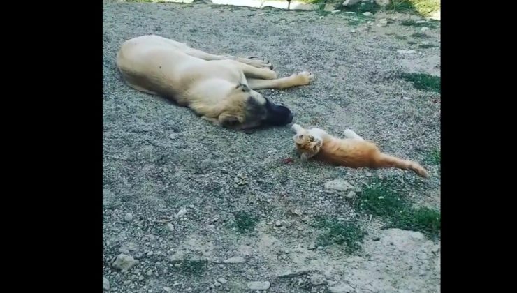 Boncuk ile Karabaş’ın iç ısıtan dostluğu!