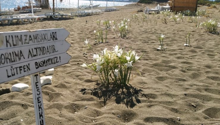 Bu çiçeği koparmanın cezası araba parası