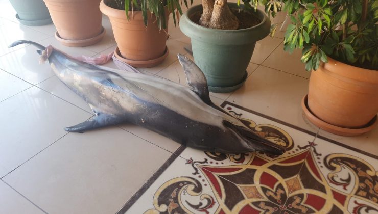 Bursa’da ölü yunus balıkları birer birer karaya vuruyor