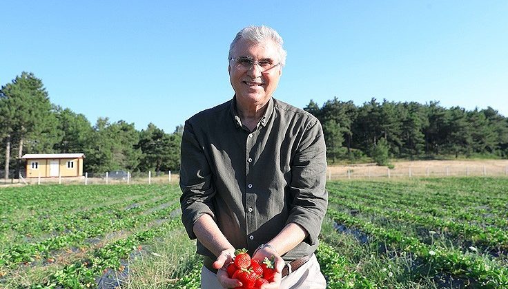 Büyükşehir 10 ton çilek hasadı yaptı