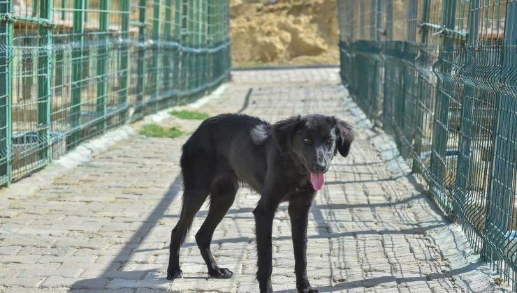 Büyükşehir ve ilçe belediyeler sokak hayvanları için el ele