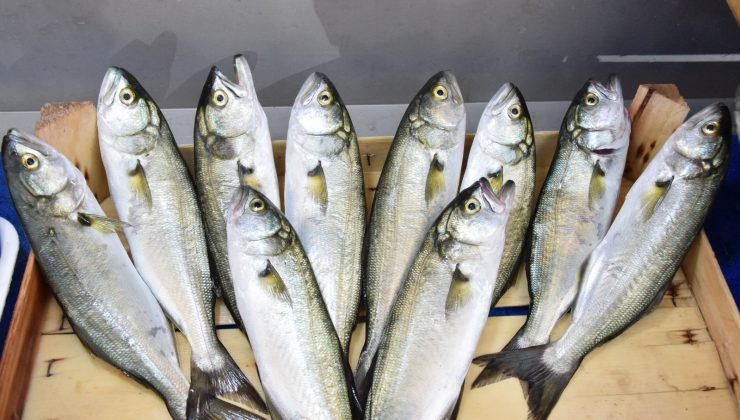 Çanakkale’de lüferin kilosu 150 lira