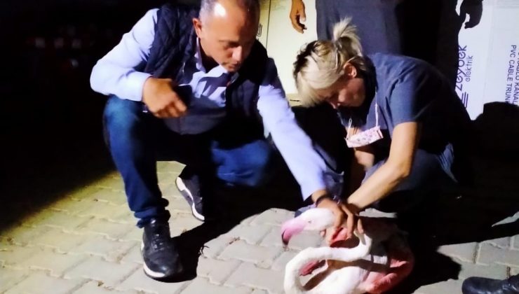 Çanakkale’de yorgun düşen flamingo tedavi altına alındı