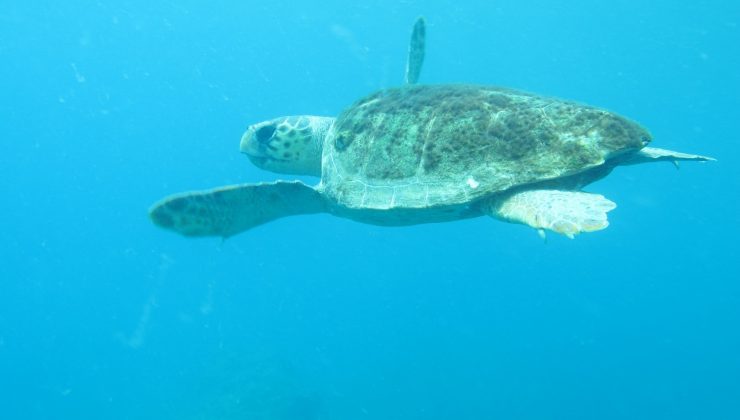 Caretta caretta ısırmaları bir hafta içinde bitecek