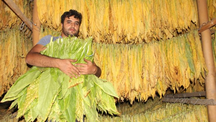 Çatı katı değil ‘tütün’ katı