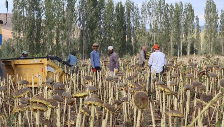 Çayırlı’da “Doğanın sarı gelini” ayçiçeğinde hasat başladı