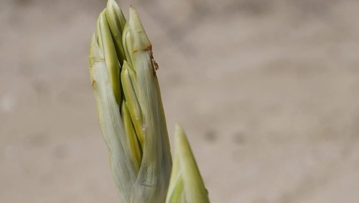 Çeşme’deki kum zambakları çiçek açtı: Koparmanın cezası 80 bin TL