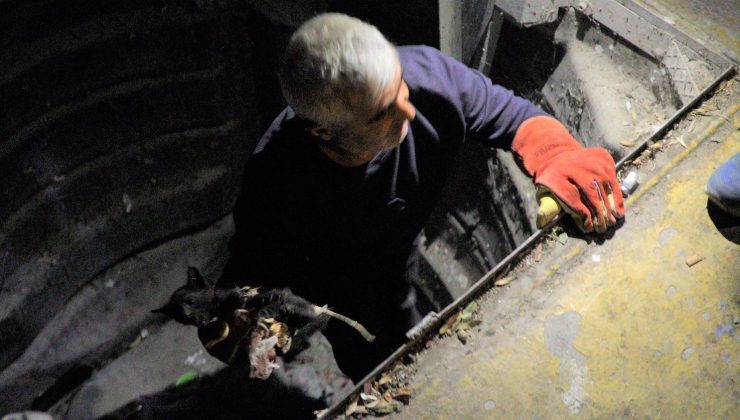 Çöpe atılan kediyi belediye kurtardı