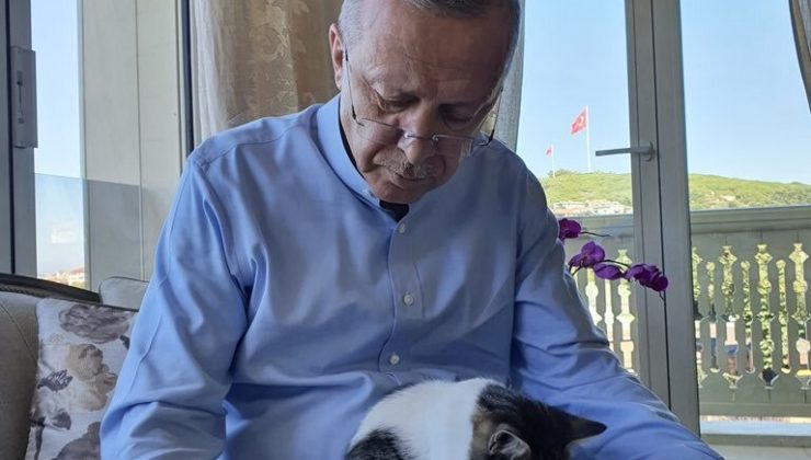Cumhurbaşkanı Erdoğan torununun kedisiyle olan fotoğrafını paylaştı