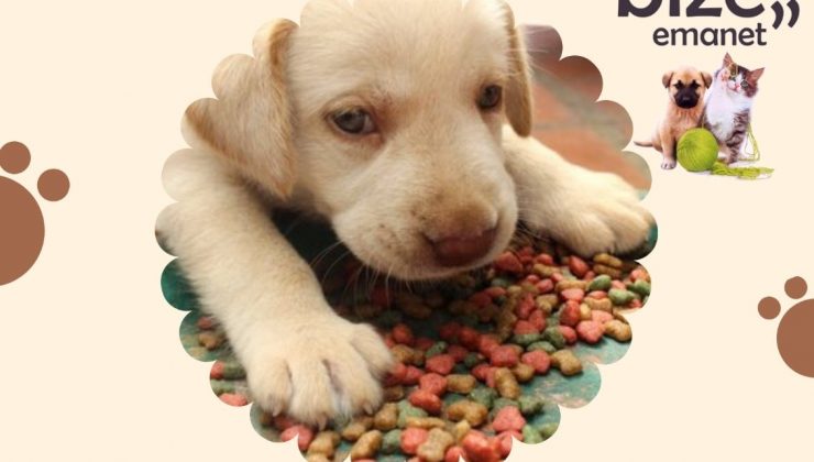 Datça İlçe Milli Eğitim’den mama kampanyası