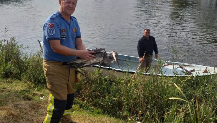 Derede misinaya takılan balıkçıl kuşunu itfaiye kurtardı