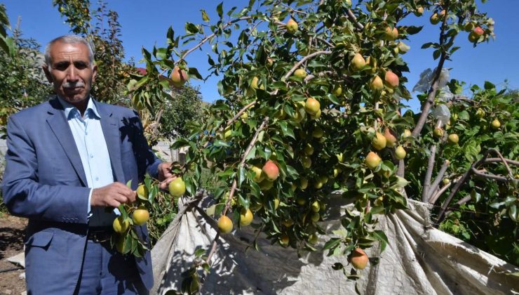 Devlet desteğiyle kurulan elma bahçelerinden 30 bin ton meyve bekleniyor