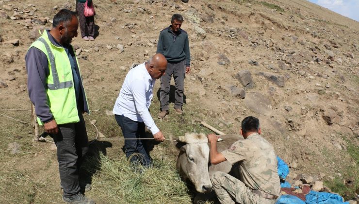 Diyadin’de uçurumdan yuvarlanan inek kurtarıldı