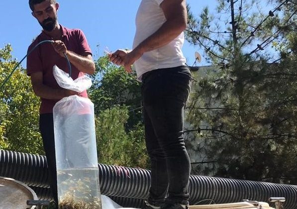 Diyarbakır’daki göletlere 1 milyon 280 bin balık bırakıldı