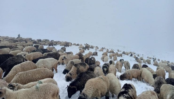 Doğu Karadeniz Yaylaları’nda erken görülen kar yağışı en çok onları etkiledi