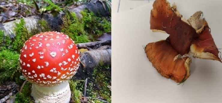 Doğu Karadeniz’de mantar zehirlenmelerinde dikkat çeken artış