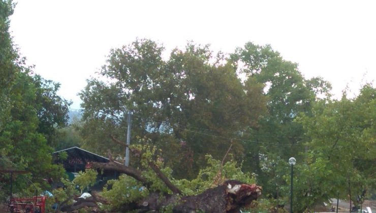 Dört asırlık çınar fırtınaya yenildi