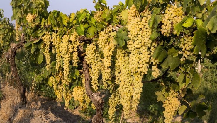 Dünyanın tercihi Türk üzümü oldu