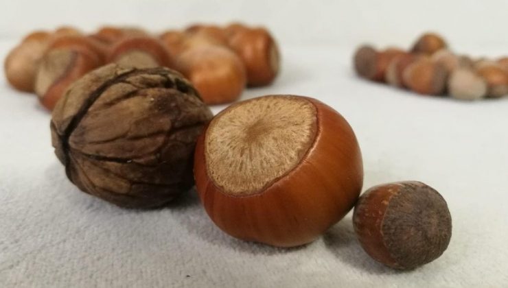 Düzce ürünlerine kargo indirimi