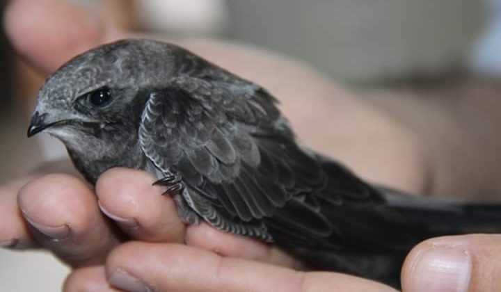 Ebabil kuşu emin ellerde