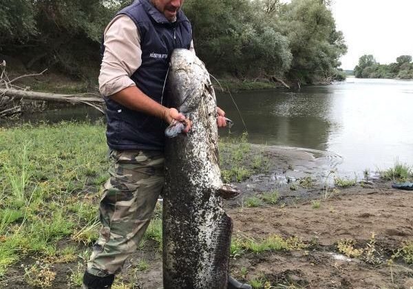 Edirne’de 44 kiloluk yayın balığı yakalandı