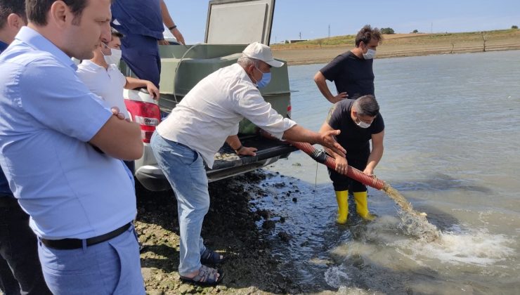 Edirne’de 800 bin pullu sazan balığı yavrusu göletlere bırakıldı
