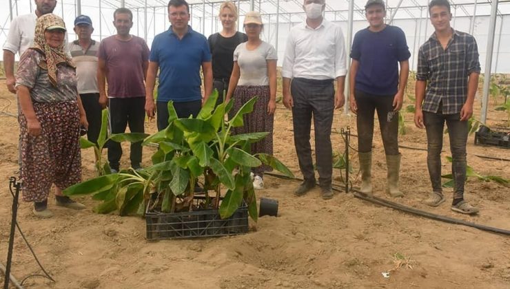 Efeler’in ilk muz serası kuruldu