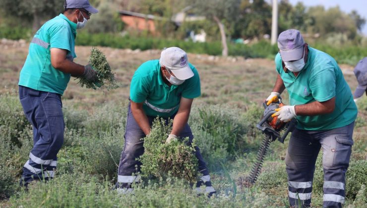 Efeler’in şifalı kekikleri hasat ediliyor