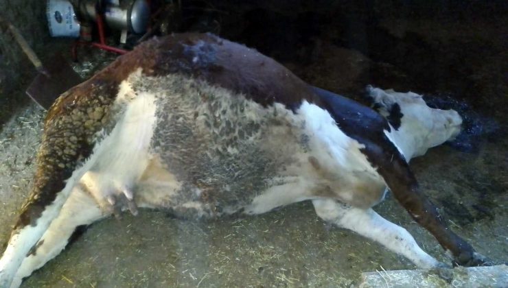 Elazığ’da ağıla yıldırım düştü, 3 büyükbaş hayvan telef oldu