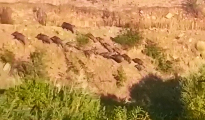 Elazığ’da domuz sürüsünün kaçış anı görüntülendi