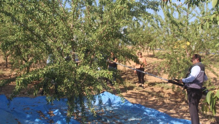 Elazığ’da ’organik badem hasat etkinliği’ düzenlendi