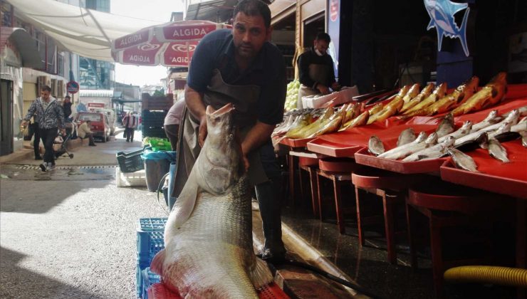Elazığ’da sezonun ilk dev balığı yakalandı