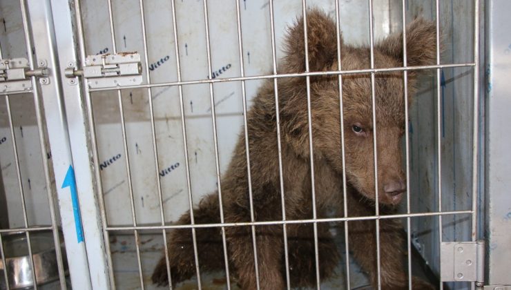 Elazığ’da yaralı yavru ayı, sağlığına kavuştu