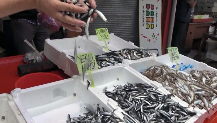 Erken başlayan hamsi sezonu, erken bitecek endişesi