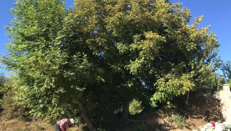 Erzincan’da köylülerin zorlu ceviz hasadı başladı