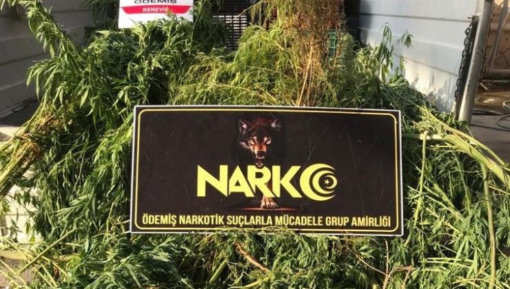 Evinin bahçesinde kenevir yetiştiren şüpheli gözaltında