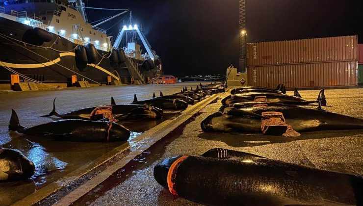 Faroe Adaları’nda 53 yunus daha katledildi
