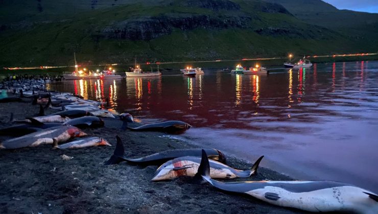 Faroe Adaları’ndaki “festivalde” bin 428 balina ve yunus öldürüldü