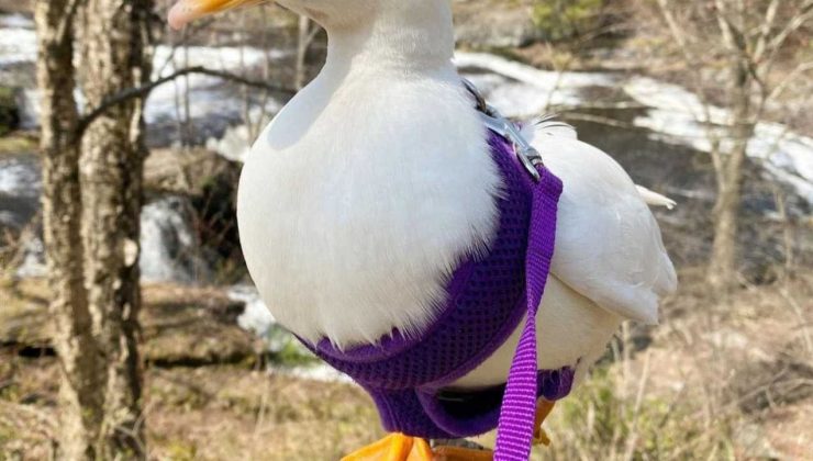 Fenomen ördek ayda 4 bin 500 dolar kazanıyor