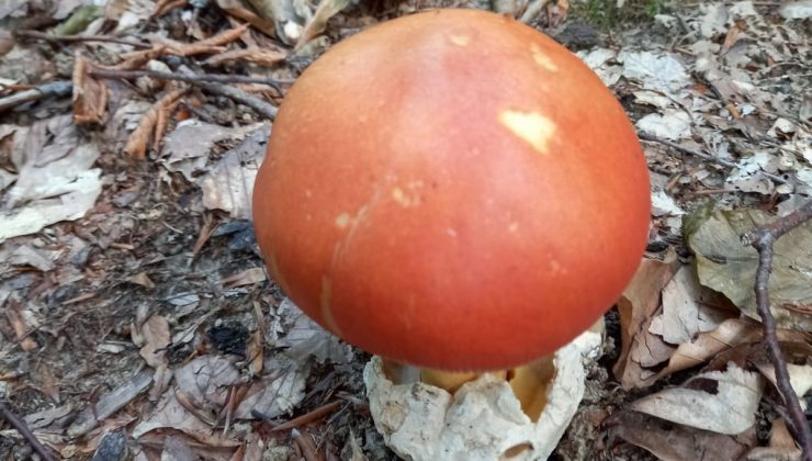 Fesleğen ve yumurta mantarı köylülere ek gelir kapısı oldu