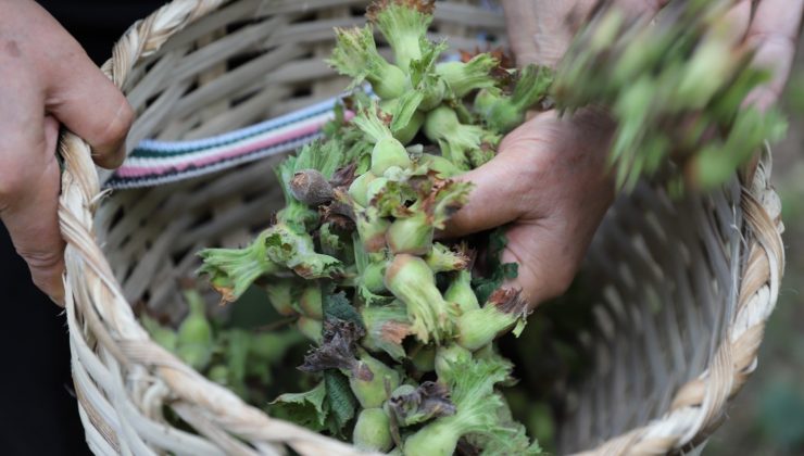 Fındıkta 2 milyar dolarlık ihracat